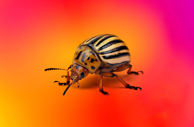 محافظت از سرور در برابر React4Shell